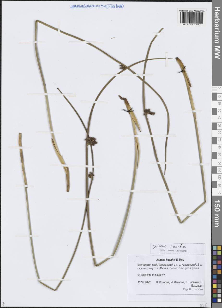 Juncus haenkei E.Mey., Siberia, Chukotka & Kamchatka (S7) (Russia)
