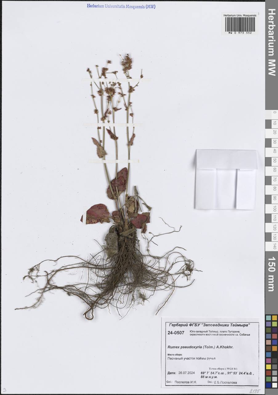 Rumex pseudoxyria (Tolm.) A.P.Khokhr., Siberia, Central Siberia (S3) (Russia)