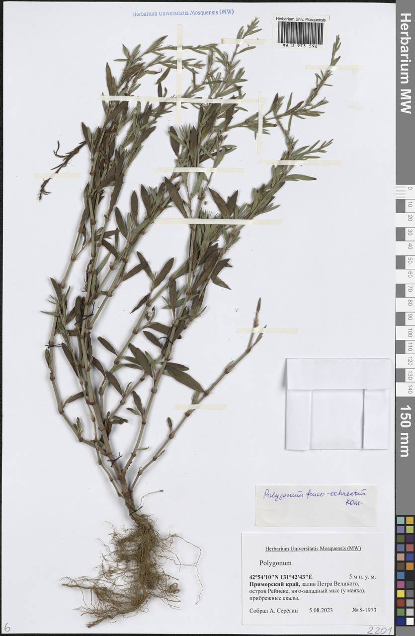Polygonum fusco-ochreatum Kom., Siberia, Russian Far East (S6) (Russia)