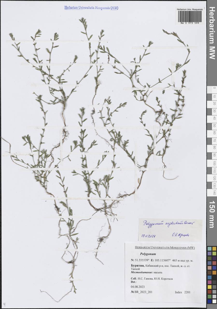 Polygonum neglectum Besser, Siberia, Baikal & Transbaikal region (S4) (Russia)