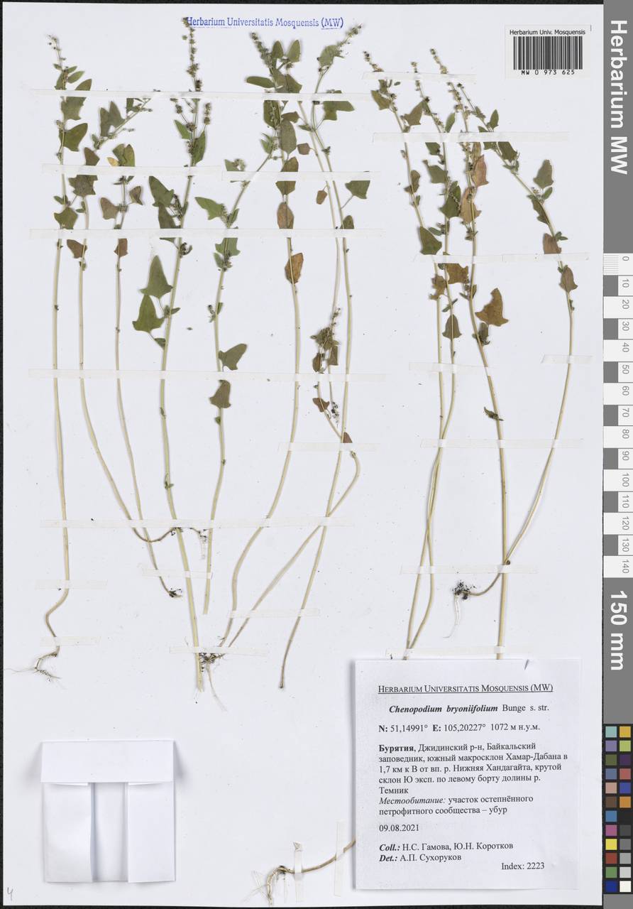 Chenopodium bryoniifolium Bunge, Siberia, Baikal & Transbaikal region (S4) (Russia)