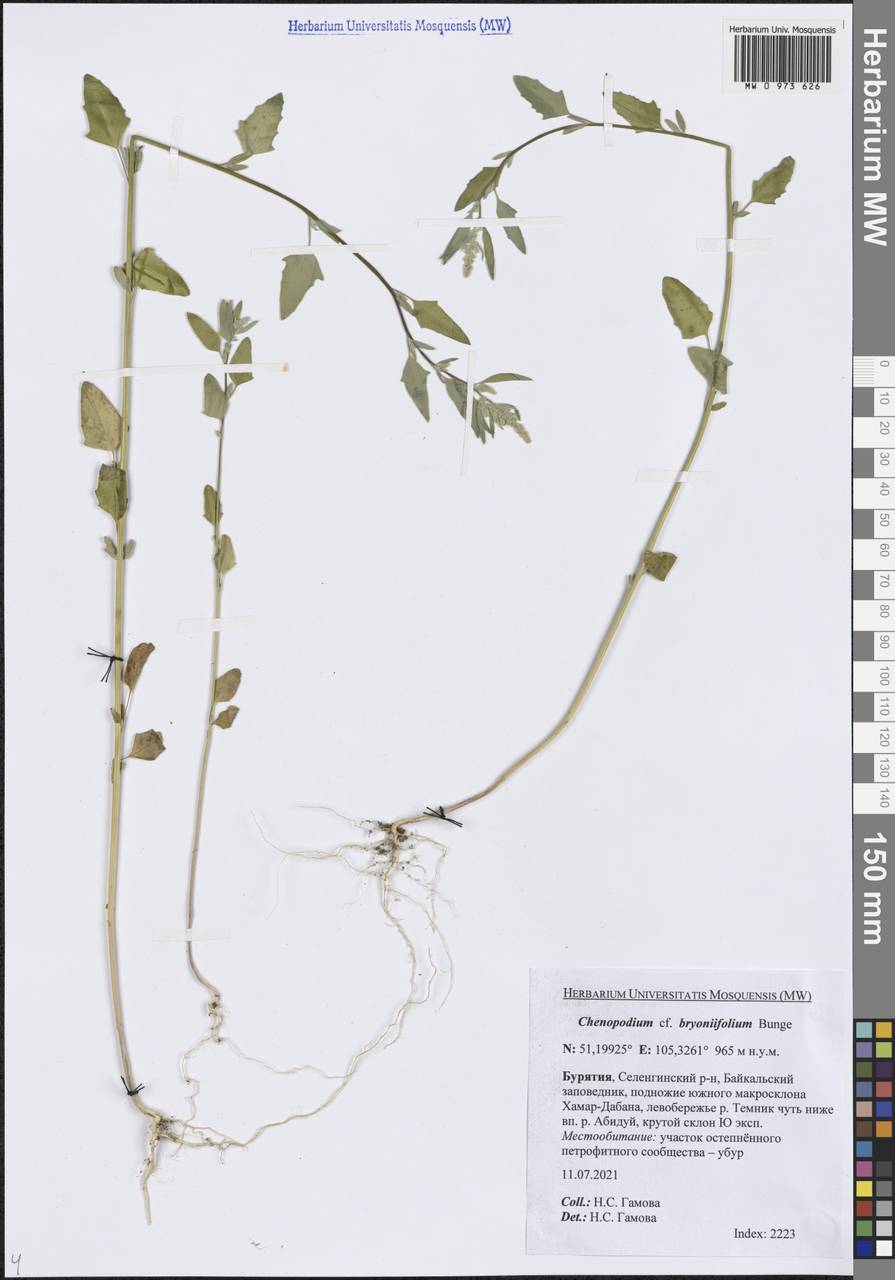 Chenopodium bryoniifolium Bunge, Siberia, Baikal & Transbaikal region (S4) (Russia)