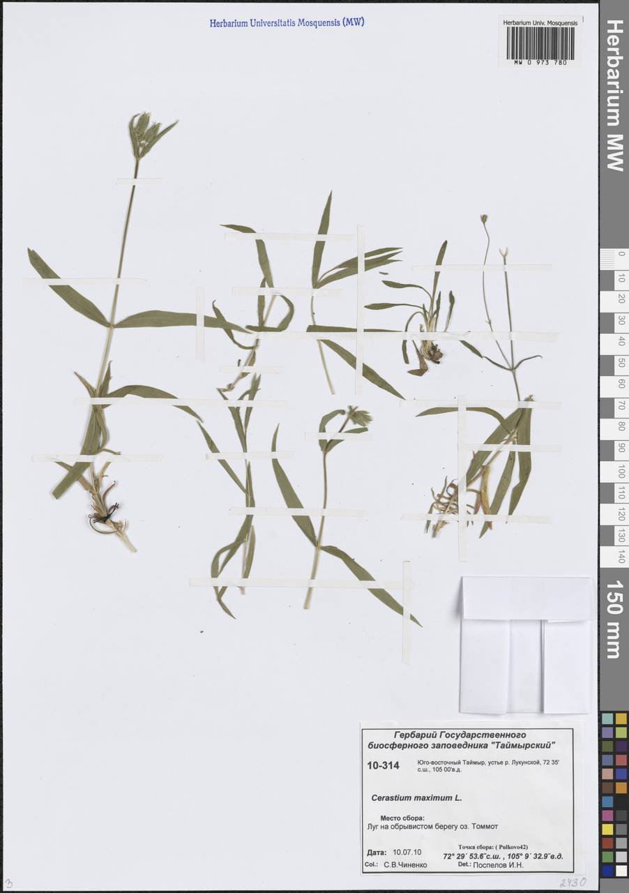 Dichodon maximum (L.) Á.Löve & D.Löve, Siberia, Central Siberia (S3) (Russia)