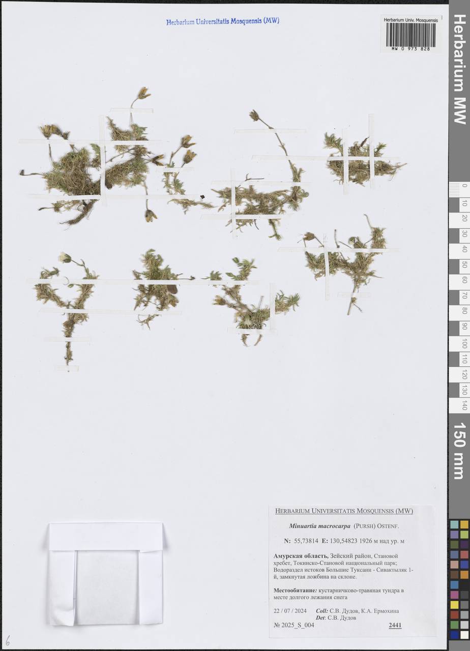 Pseudocherleria macrocarpa (Pursh) Dillenb. & Kadereit, Siberia, Russian Far East (S6) (Russia)