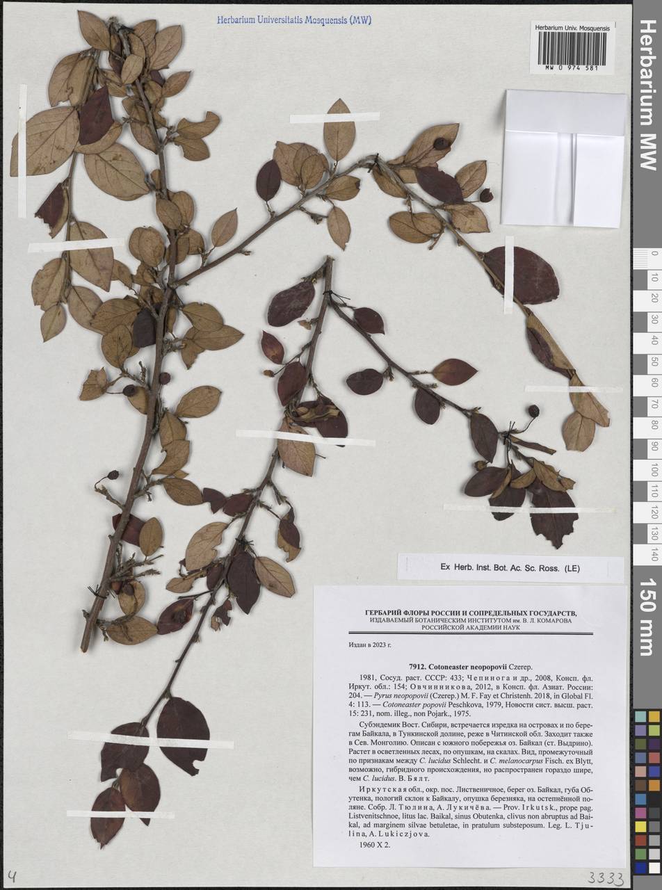 Cotoneaster neopopovii Czerep., Siberia, Baikal & Transbaikal region (S4) (Russia)