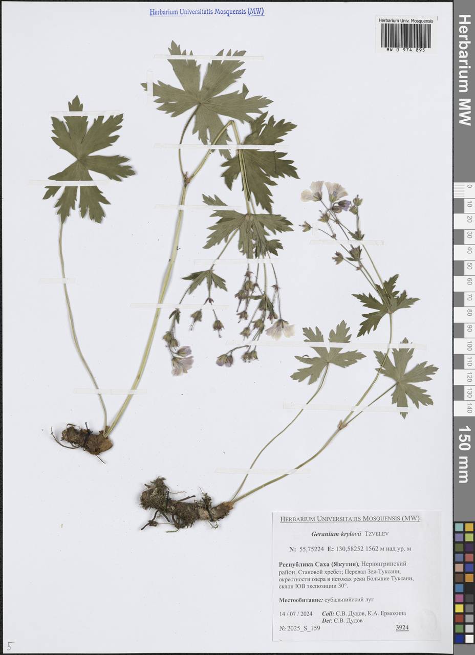 Geranium albiflorum Ledeb., Siberia, Yakutia (S5) (Russia)