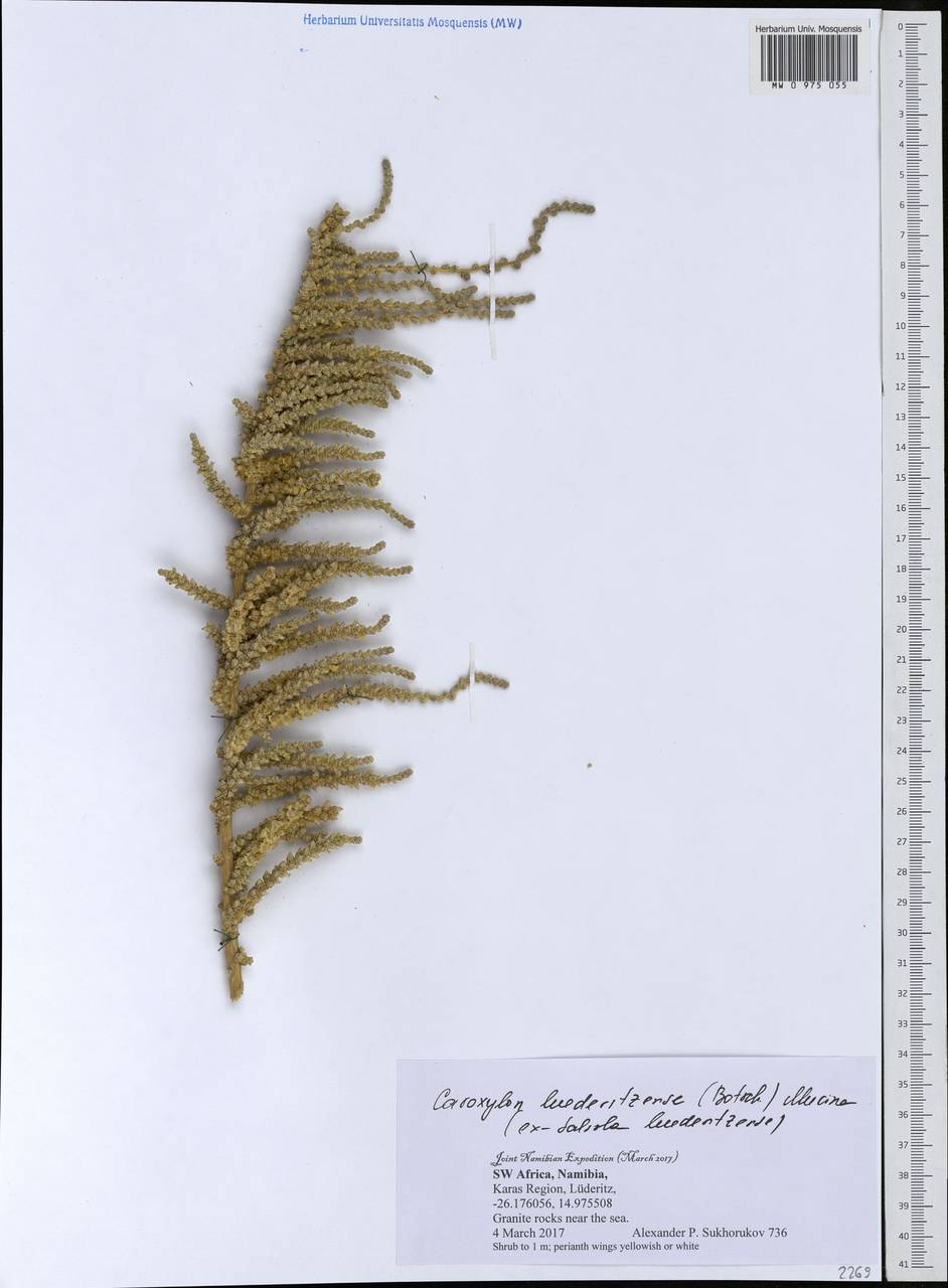 Caroxylon luederitzense (Botsch.) Mucina, Africa (AFR) (Namibia)