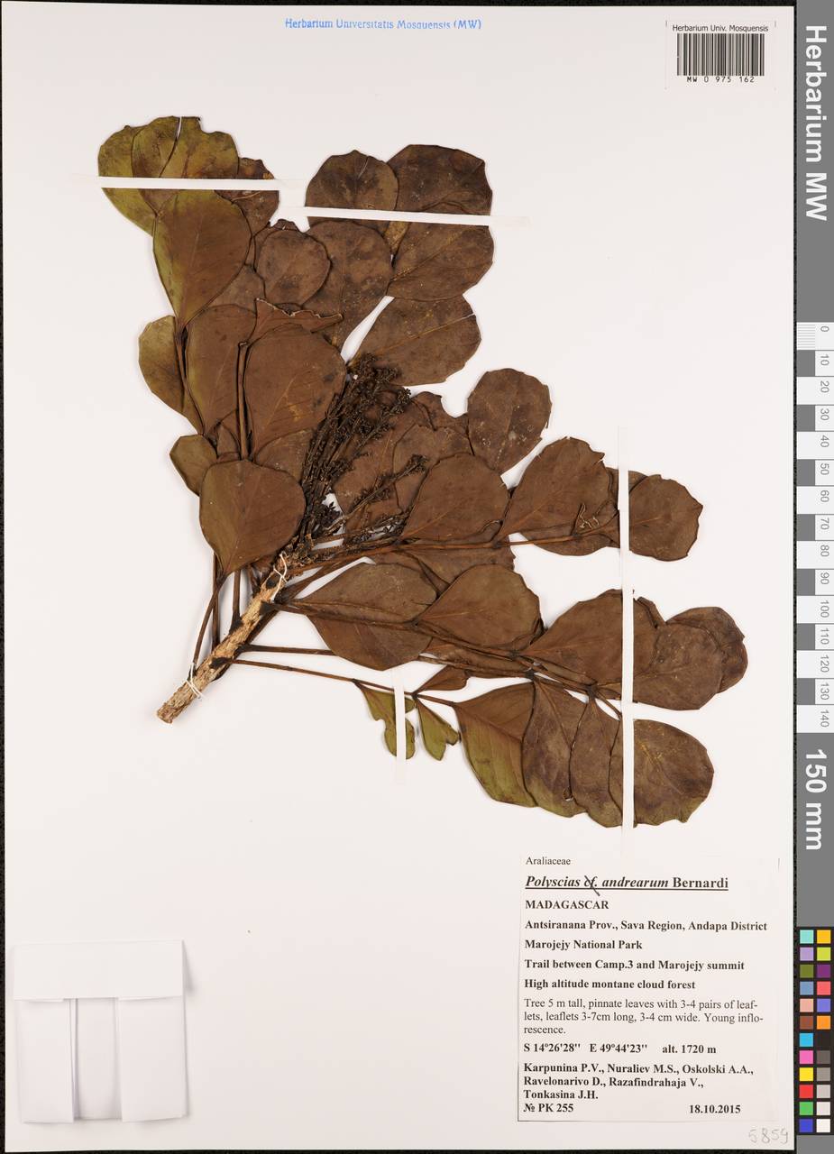 Polyscias andraerum, Africa (AFR) (Madagascar)