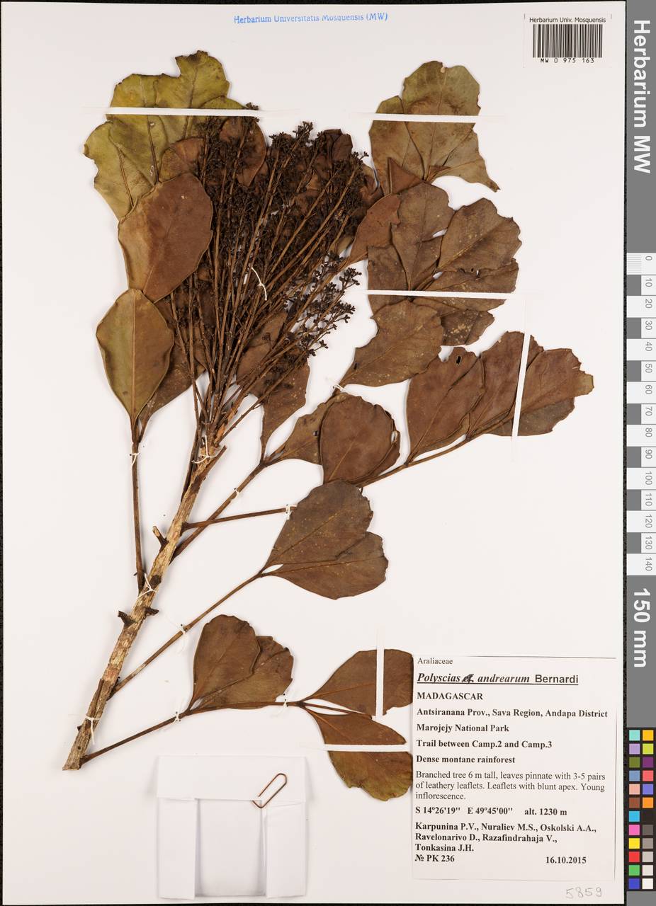 Polyscias andraerum, Africa (AFR) (Madagascar)