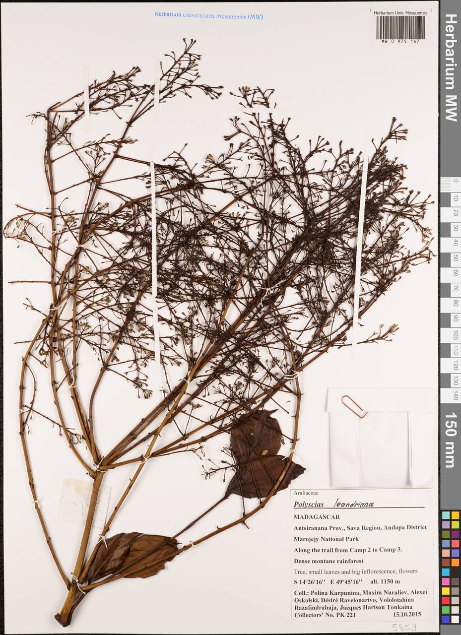 Polyscias leandriana (Bernardi) Lowry & G. M. Plunkett, Africa (AFR) (Madagascar)