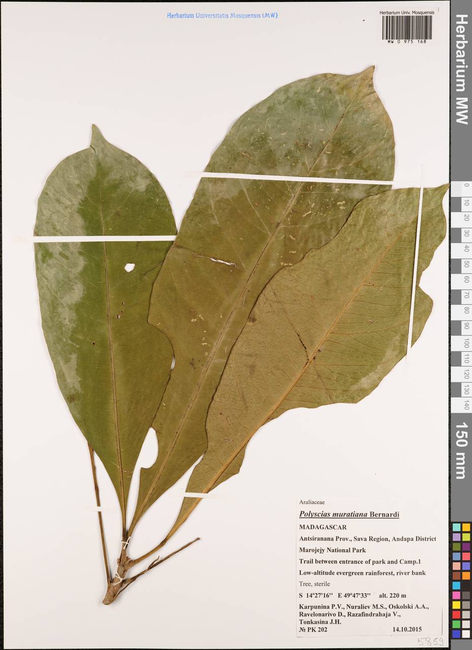 Polyscias muraltana Bernardi, Africa (AFR) (Madagascar)