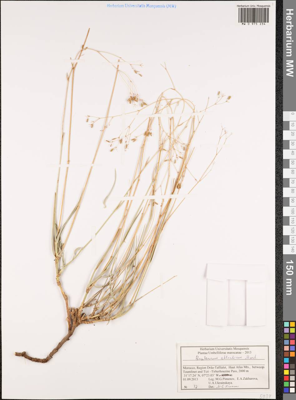 Bupleurum atlanticum Murb., Africa (AFR) (Morocco)