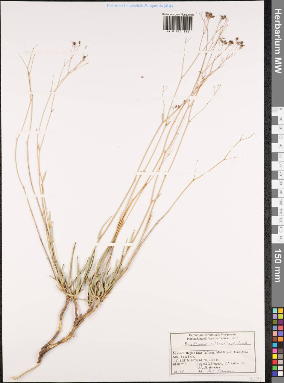 Bupleurum atlanticum Murb., Africa (AFR) (Morocco)