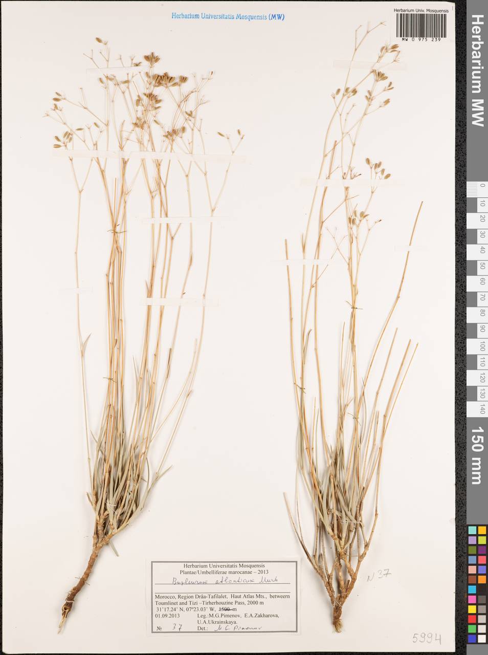 Bupleurum atlanticum Murb., Africa (AFR) (Morocco)