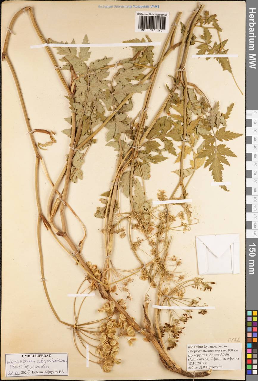 Heracleum abyssinicum (Boiss.) C.Norman, Africa (AFR) (Ethiopia)