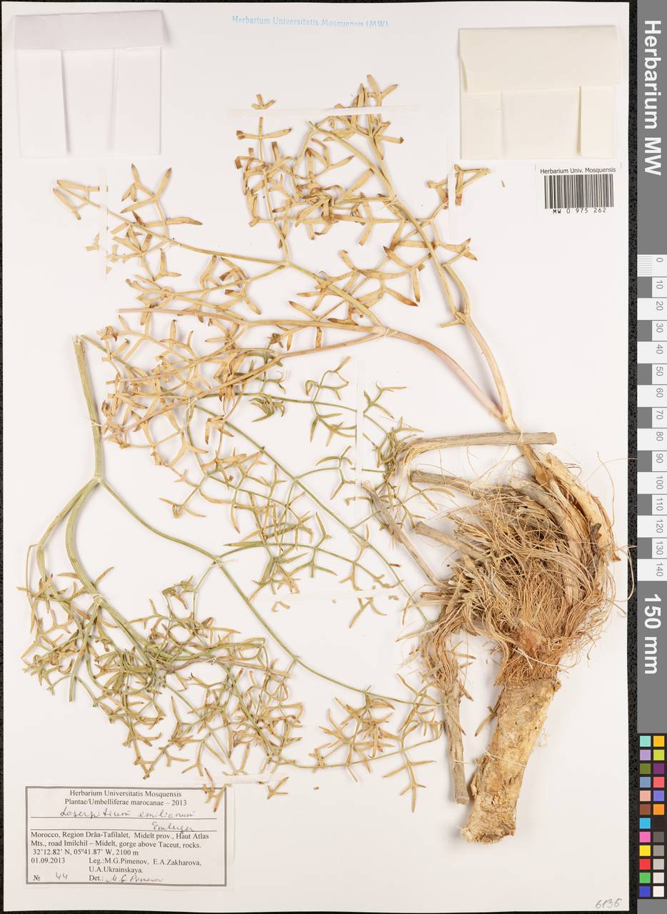 Laserpitium emilianum Emb., Africa (AFR) (Morocco)