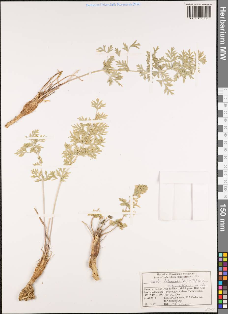 Seseli libanotis subsp. atlanticum Maire, Africa (AFR) (Morocco)