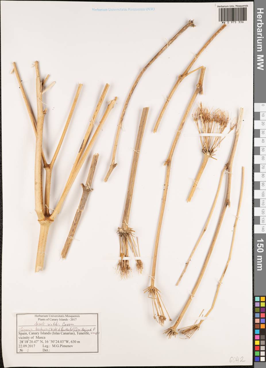 Rutheopsis tortuosa (Webb & Berthel.) Frank., Reyes-Bet., Reduron & Spalik, Africa (AFR) (Spain)