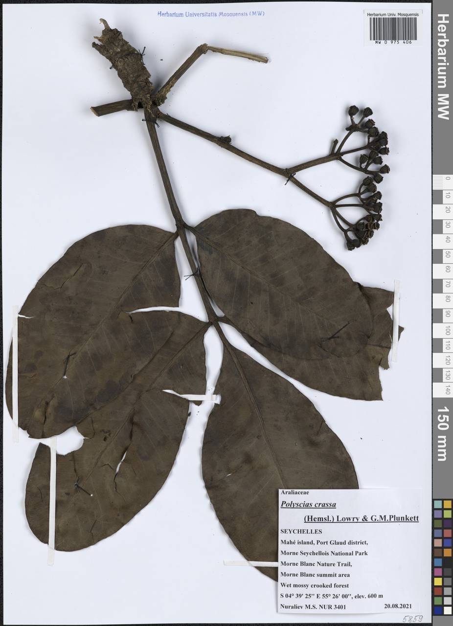 Polyscias crassa (Hemsl.) Lowry & G.M.Plunkett, Africa (AFR) (Seychelles)
