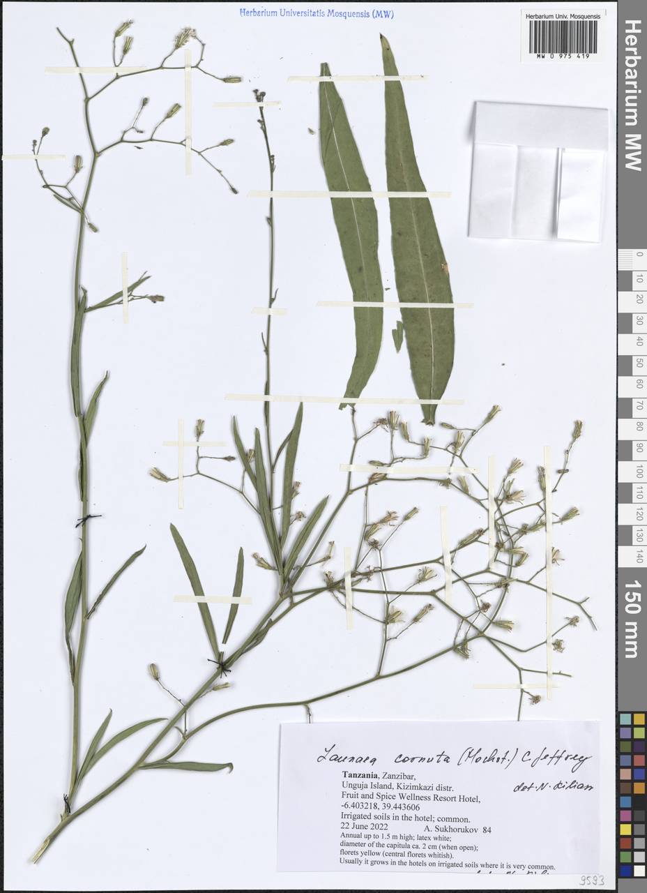 Launaea cornuta (Hochst. ex Oliv. & Hiern) C. Jeffrey, Africa (AFR) (Tanzania)