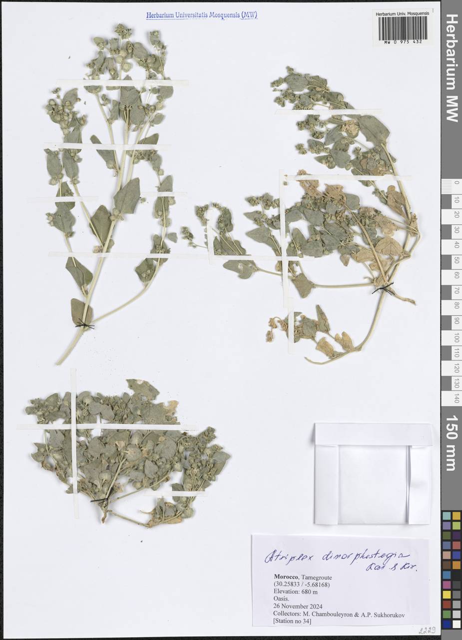 Atriplex dimorphostegia Kar. & Kir., Africa (AFR) (Morocco)