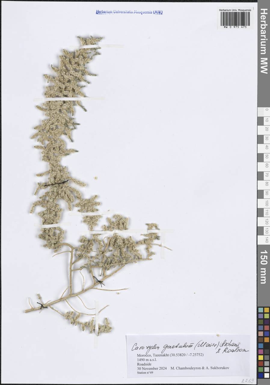 Caroxylon gaetulum (Maire) Akhani & Roalson, Africa (AFR) (Morocco)