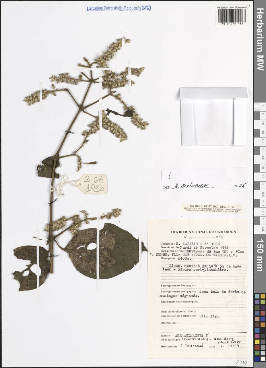 Sericostachys scandens Gilg & Lopr., Africa (AFR) (Cameroon)