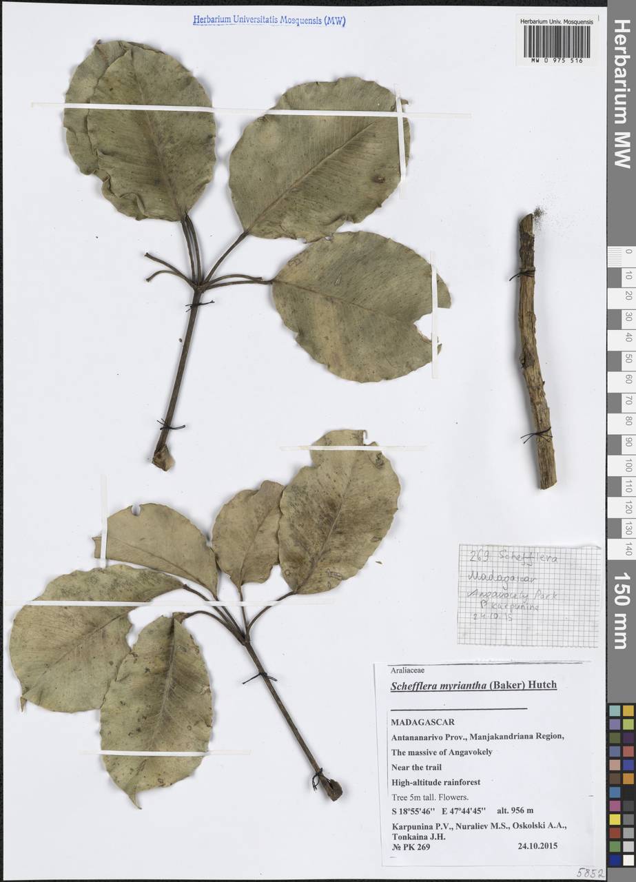 Astropanax myrianthus (Baker) Lowry, G.M.Plunkett, Gostel & Frodin, Africa (AFR) (Madagascar)