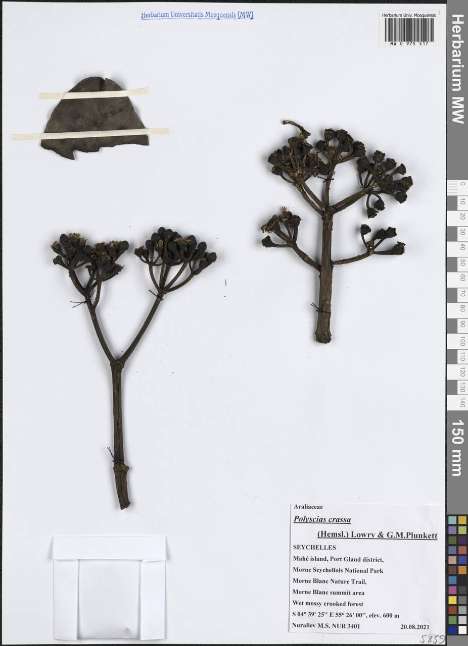 Polyscias crassa (Hemsl.) Lowry & G.M.Plunkett, Africa (AFR) (Seychelles)