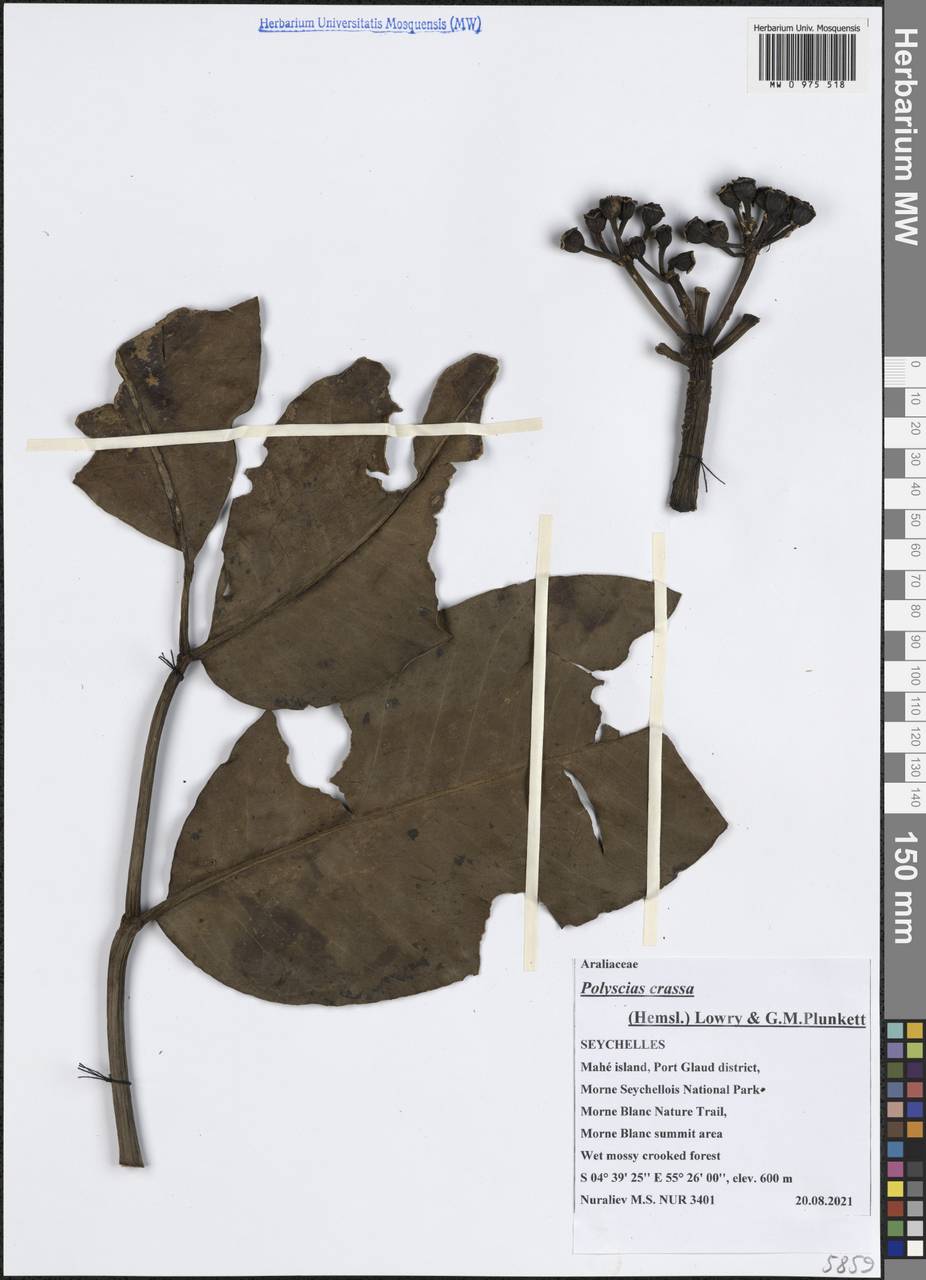 Polyscias crassa (Hemsl.) Lowry & G.M.Plunkett, Africa (AFR) (Seychelles)
