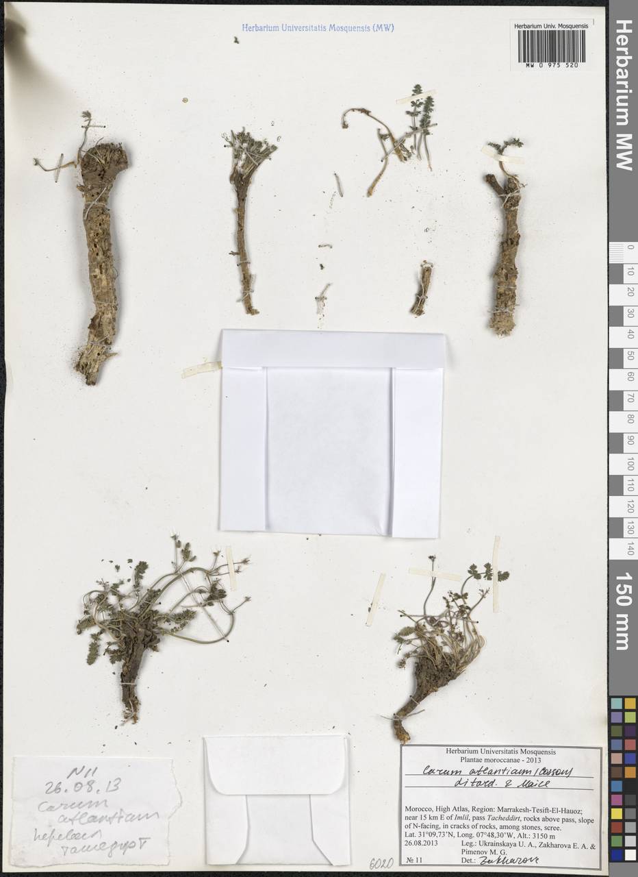 Berberocarum atlanticum (Coss. ex Batt.) Zakharova & Pimenov, Africa (AFR) (Morocco)