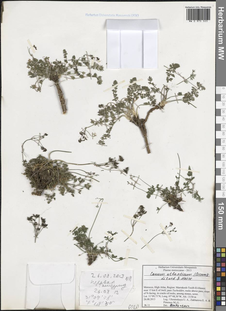 Berberocarum atlanticum (Coss. ex Batt.) Zakharova & Pimenov, Africa (AFR) (Morocco)