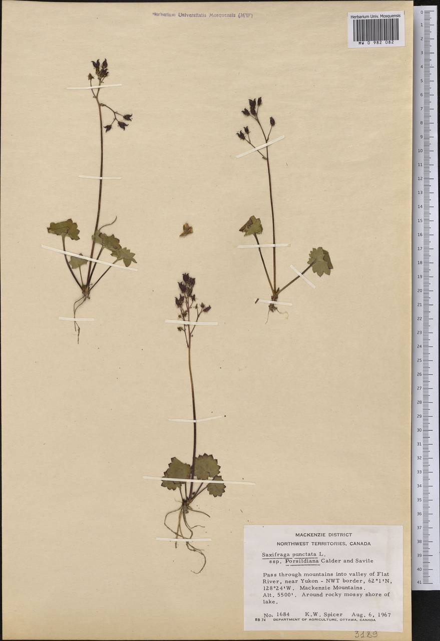 Micranthes nelsoniana var. porsildiana (Calder & Savile) Gornall & H.Ohba, America (AMER) (Canada)