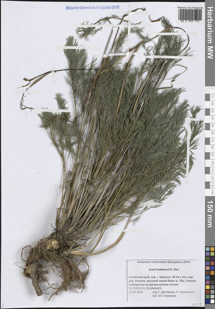 Hippomarathrum ledebourii (G.Don) J.H.Xue, Chepinoga & K.P.Ma, Siberia, Altai & Sayany Mountains (S2) (Russia)