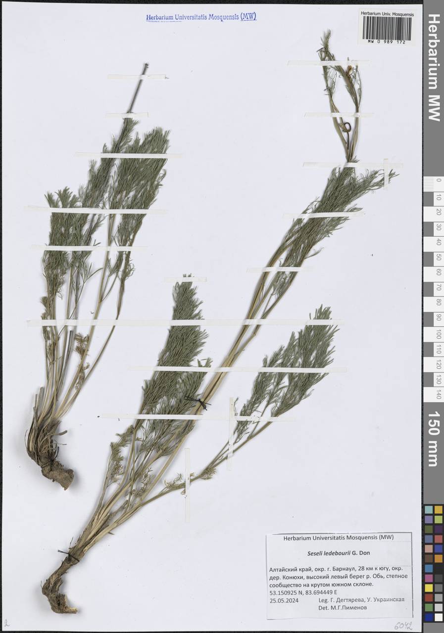 Hippomarathrum ledebourii (G.Don) J.H.Xue, Chepinoga & K.P.Ma, Siberia, Altai & Sayany Mountains (S2) (Russia)