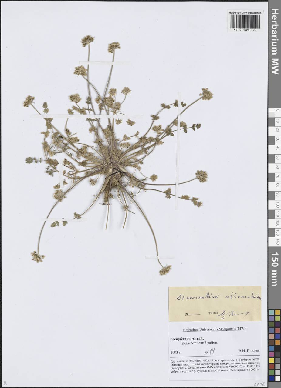 Stenocoelium athamantoides (M.Bieb.) Ledeb., Siberia, Altai & Sayany Mountains (S2) (Russia)