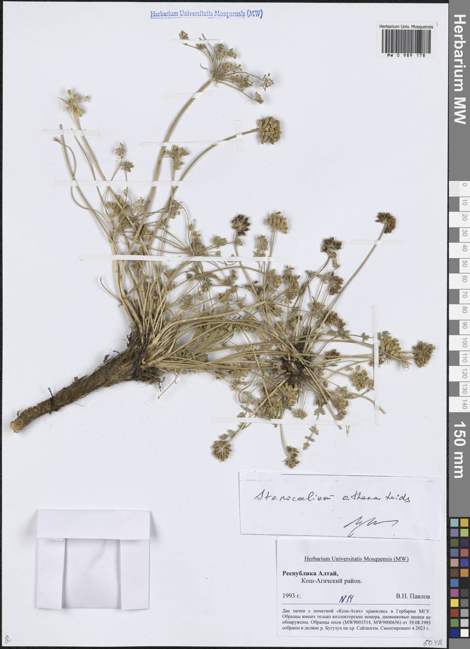 Stenocoelium athamantoides (M.Bieb.) Ledeb., Siberia, Altai & Sayany Mountains (S2) (Russia)