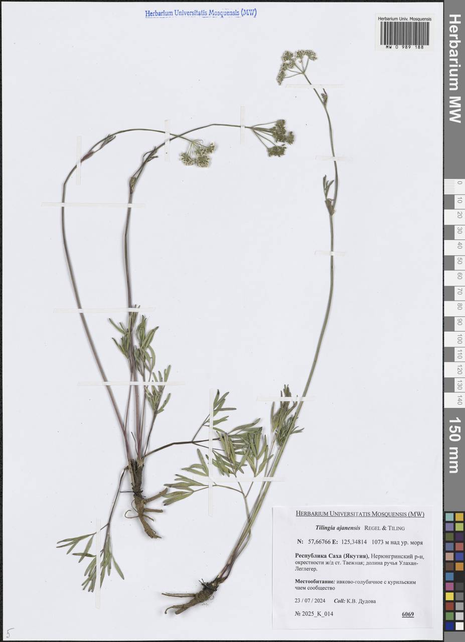 Tilingia ajanensis Regel & Tiling, Siberia, Yakutia (S5) (Russia)