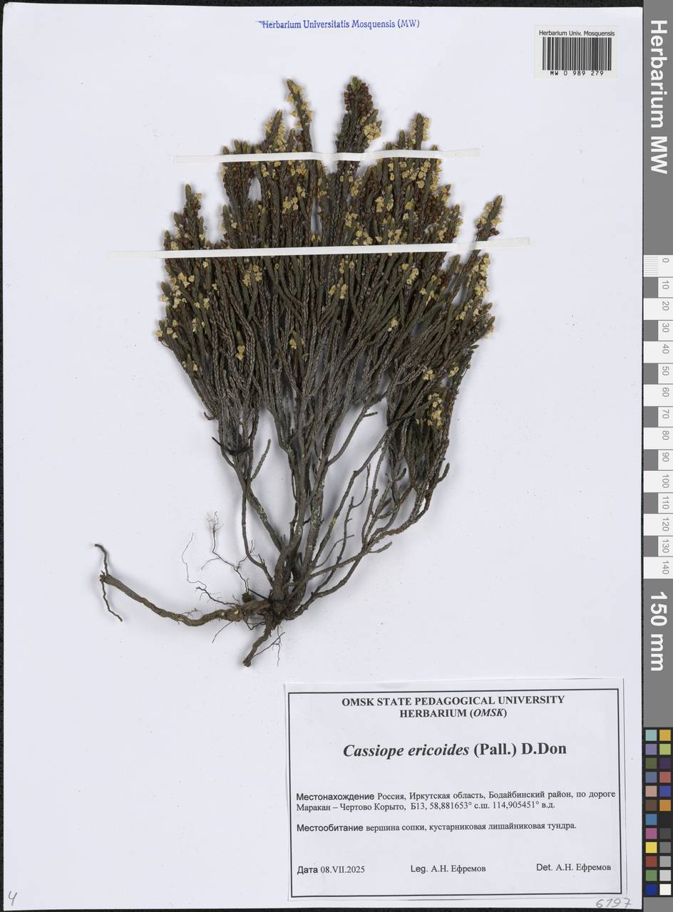 Cassiope ericoides (Pall.) D.Don, Siberia, Baikal & Transbaikal region (S4) (Russia)