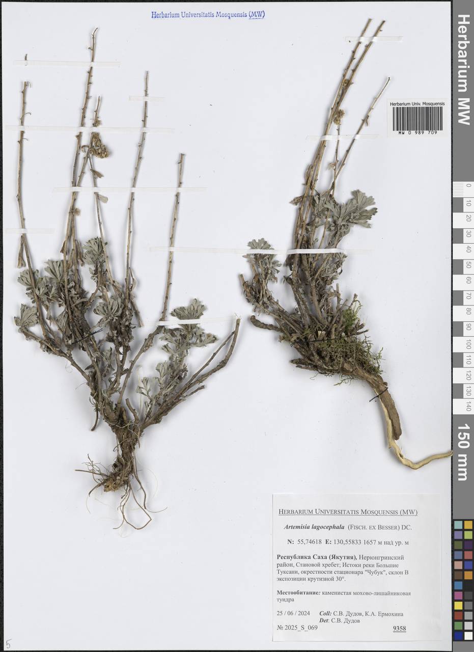 Artemisia lagocephala (Fisch. ex Besser) DC., Siberia, Yakutia (S5) (Russia)
