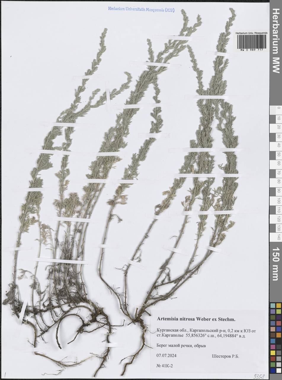 Artemisia nitrosa Weber ex Stechm., Siberia, Western Siberia (S1) (Russia)