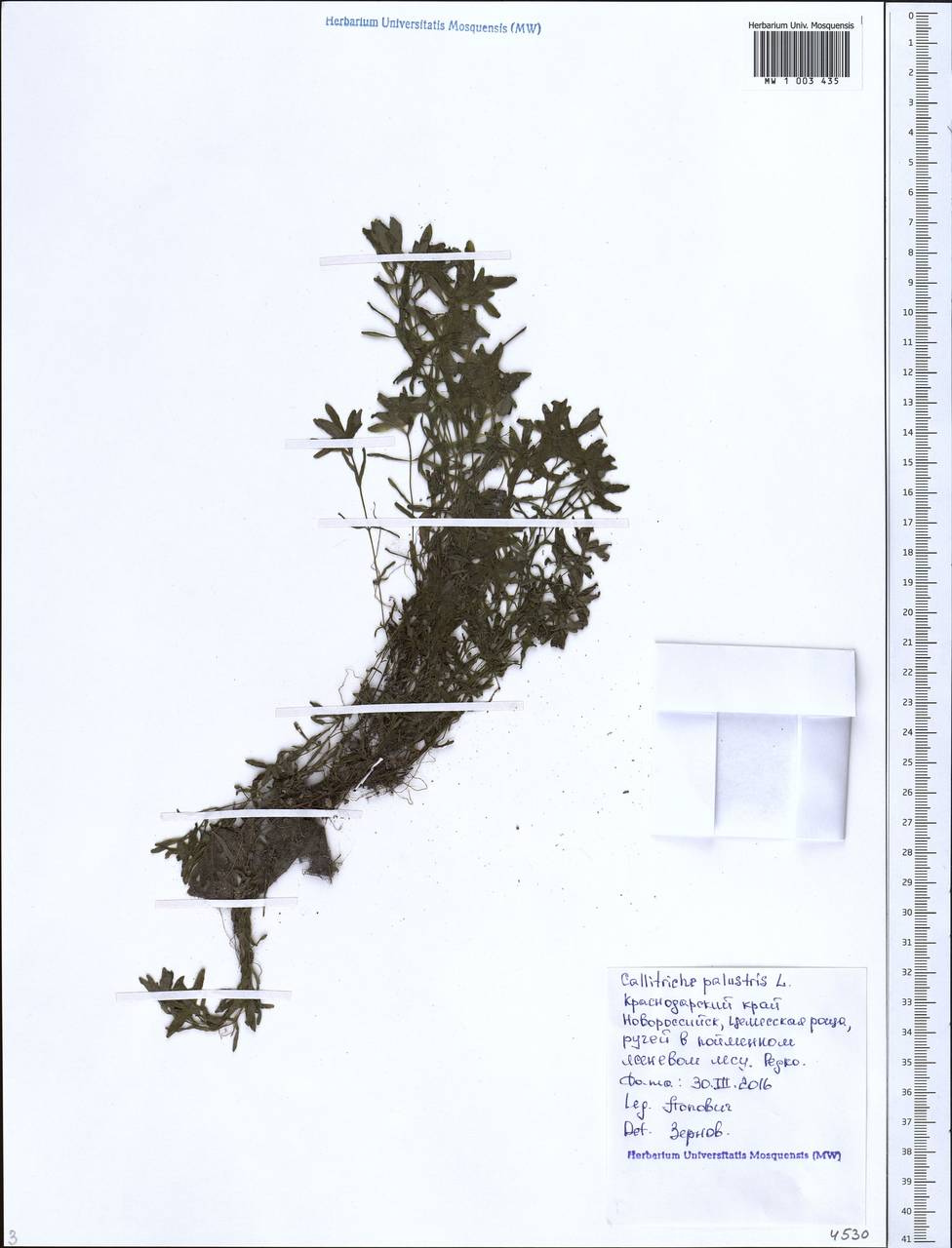 Callitriche lenisulca Clavaud, Caucasus, Black Sea Shore (from Novorossiysk to Adler) (K3) (Russia)