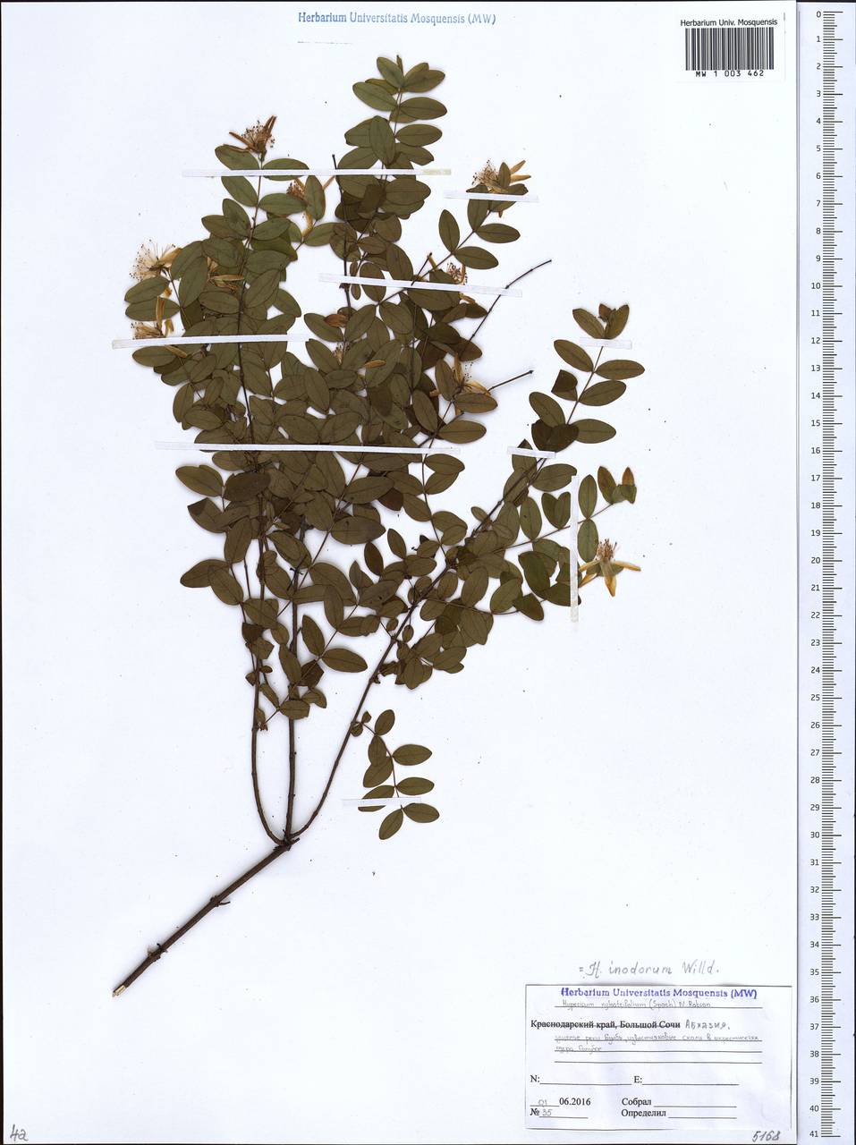 Hypericum xylosteifolium (Spach) N.Robson, Caucasus, Abkhazia (K4a) (Abkhazia)