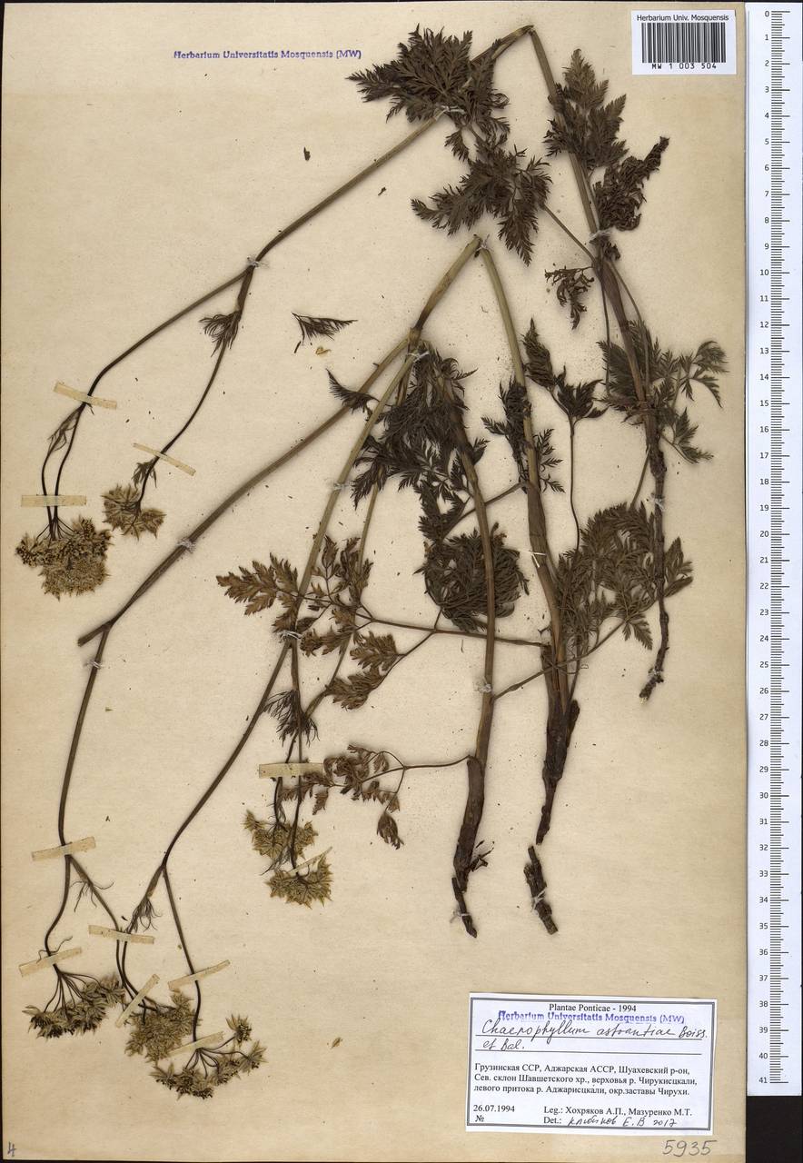 Chaerophyllum astrantiae Boiss. & Balansa, Caucasus, Georgia (K4) (Georgia)