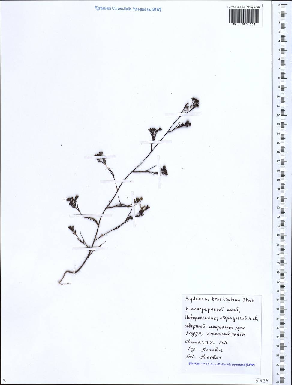 Bupleurum brachiatum K.Koch ex Boiss., Caucasus, Black Sea Shore (from Novorossiysk to Adler) (K3) (Russia)