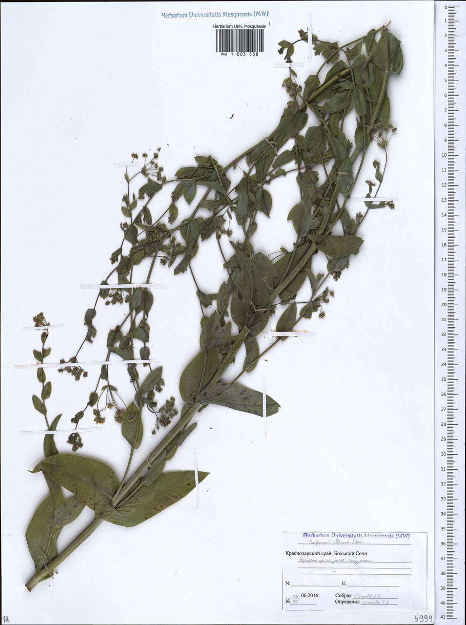 Bupleurum rischawii Albov, Caucasus, Krasnodar Krai & Adygea (K1a) (Russia)