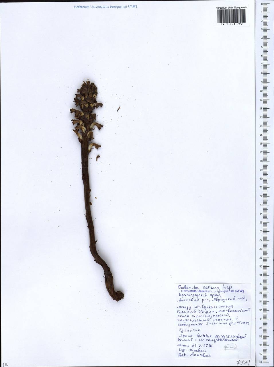 Orobanche grenieri F. Schultz, Caucasus, Krasnodar Krai & Adygea (K1a) (Russia)