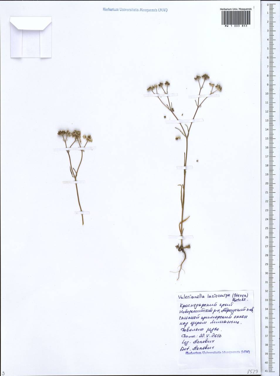 Valerianella lasiocarpa (Stev.) Betcke, Caucasus, Black Sea Shore (from Novorossiysk to Adler) (K3) (Russia)