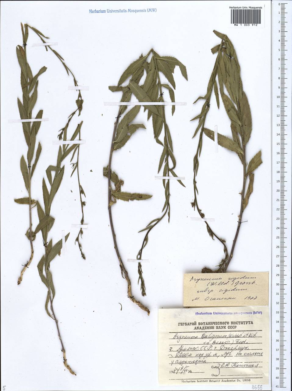 Asyneuma rigidum (Willd.) Grossh., Caucasus, Armenia (K5) (Armenia)