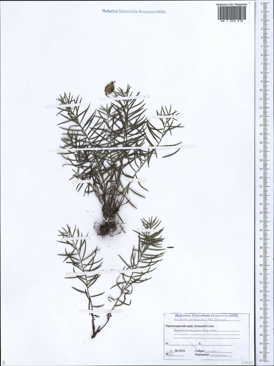 Kemulariella abchasica (Kem.-Nath.) Tamamsch., Caucasus, Krasnodar Krai & Adygea (K1a) (Russia)